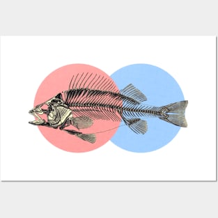 Colorful skeleton of a perch Posters and Art